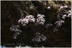 Dendrobium microbulbon